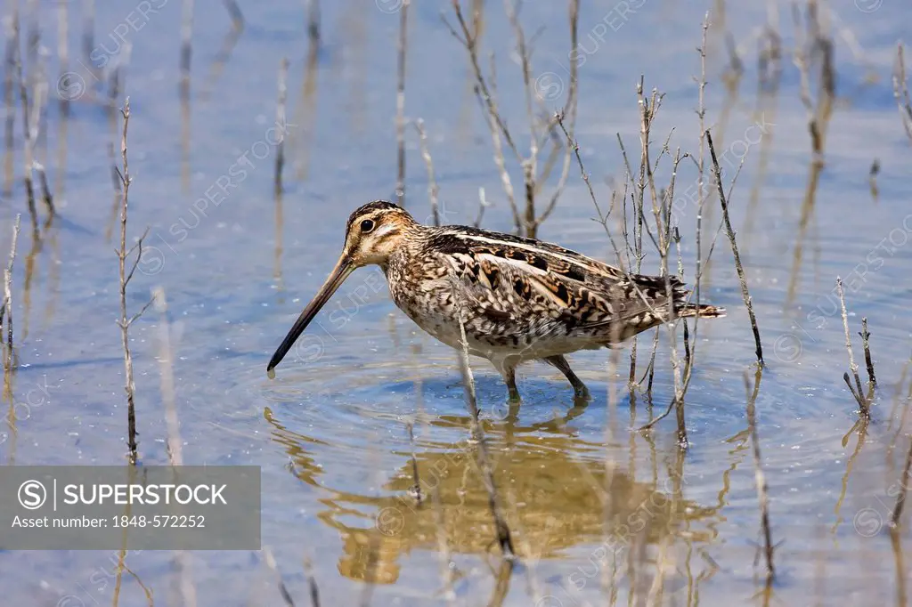 Common Snipe (Gallinago), Bird of the Year 2013, Majorca, Spain, Europe