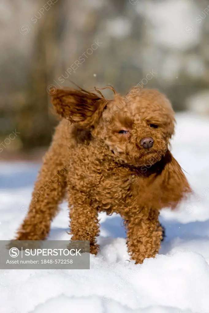 Toy Poodle standing in the snow and shaking itself, North Tyrol, Austria, Europe