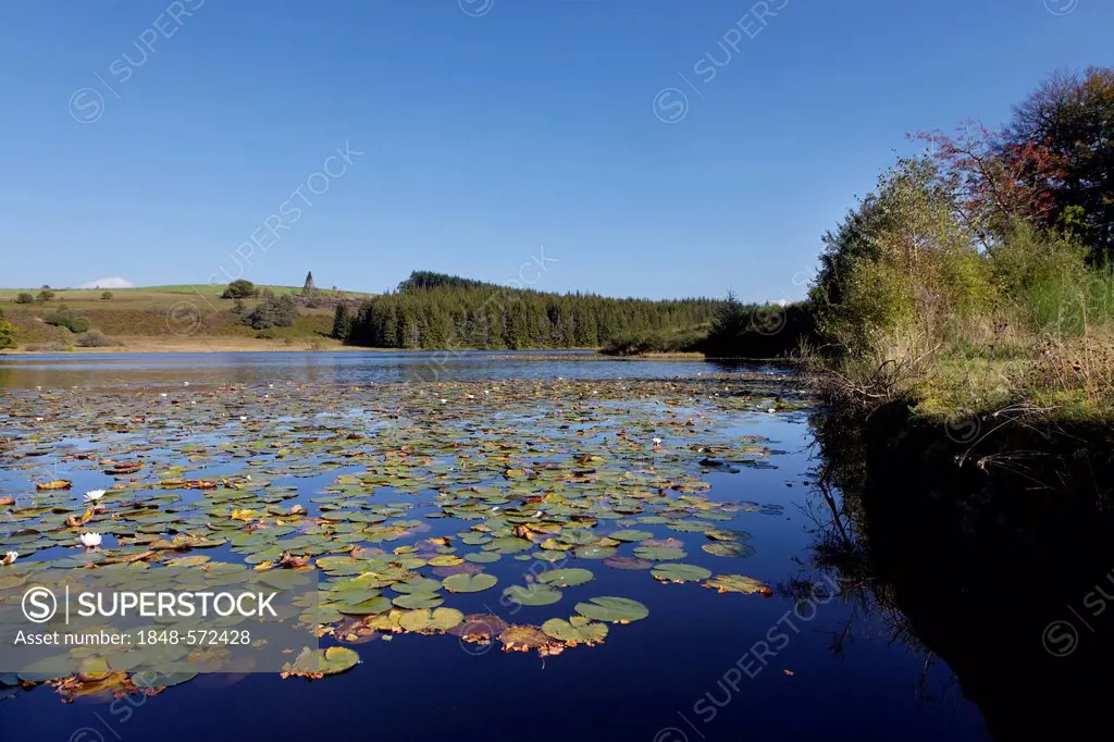 White Lotus, Nenuphar (Nymphaea alba), pond of Saint Merd les Oussines, Parc Naturel Regional de Millevaches en Limousin, Millevaches Regional Natural...