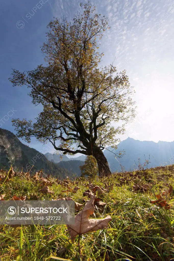 Sycamore maple (Acer pseudoplatanus), Ahornboden landscape, Karwendel mountains, Eng, Vomp, district of Schwaz, Tyrol, Austria, Europe