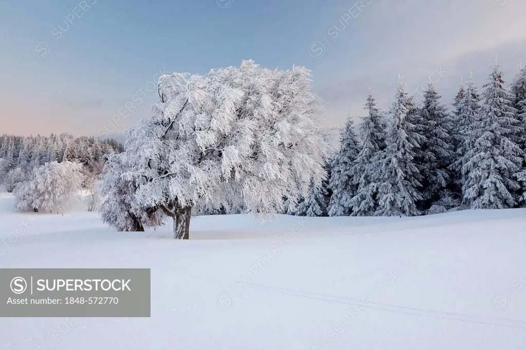 Beech trees in the fresh snow on Schauinsland mountain, Hochschwarzwald, Black Forest mountain range near Freiburg, Baden-Wuerttemberg, Germany, Europ...