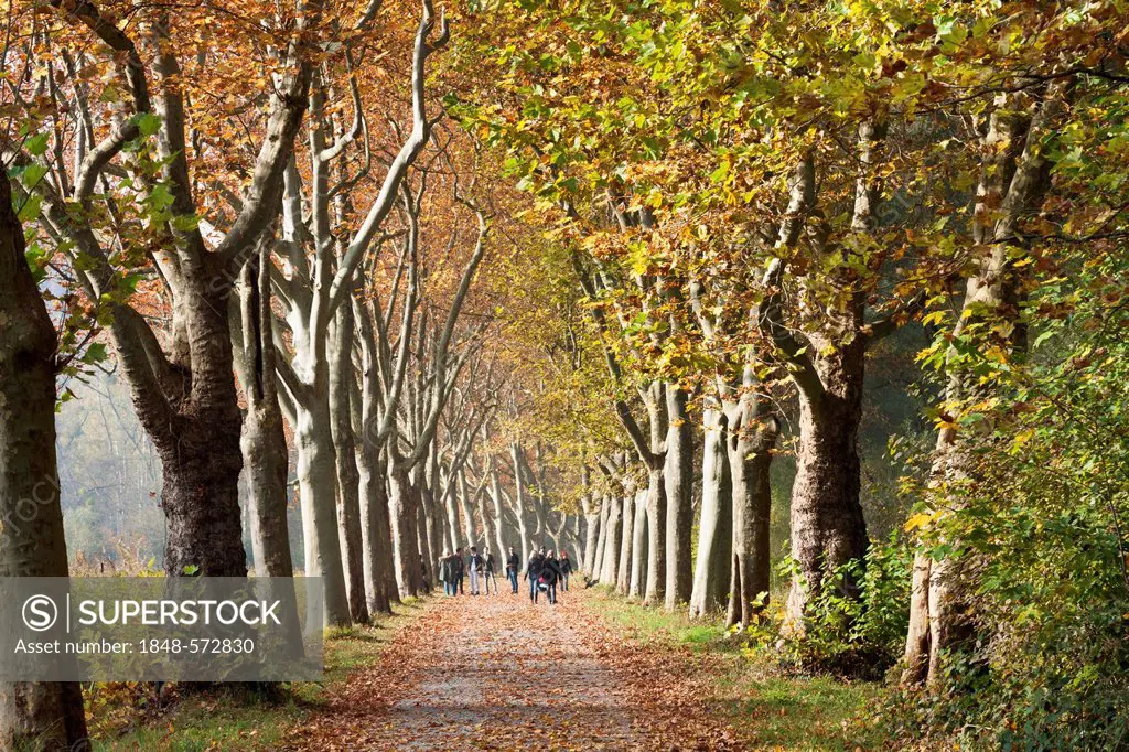 Tree-lined road, plane trees in autumn, Mainau Island, Lake Constance, Baden-Wuerttemberg, Germany, Europe