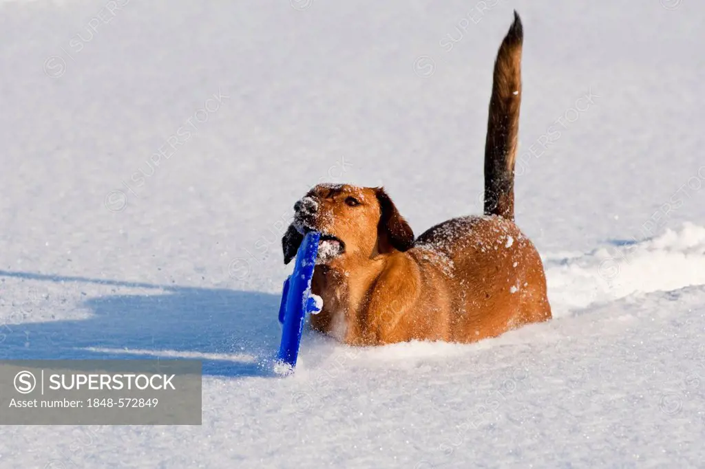 Mixed-breed dog playing with a frisbee in the snow, North Tyrol, Austria, Europe