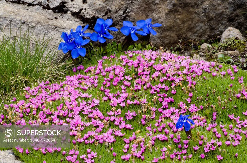Moss Campion or Cushion Pink (Silene acaulis), Gamsgrube, Hohe Tauern National Park, Carinthia, Austria, Europe
