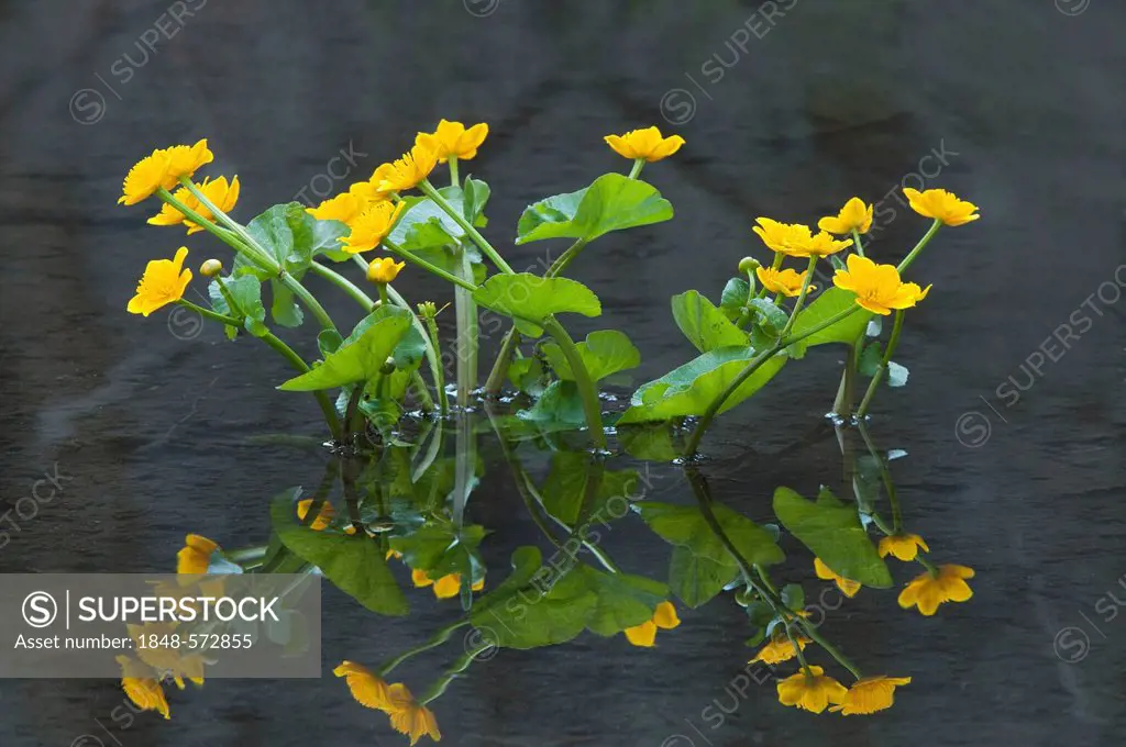 Kingcup or Marsh Marigold (Caltha palustris), Tratzberg Conservation Area, Stans, Tyrol, Austria, Europe