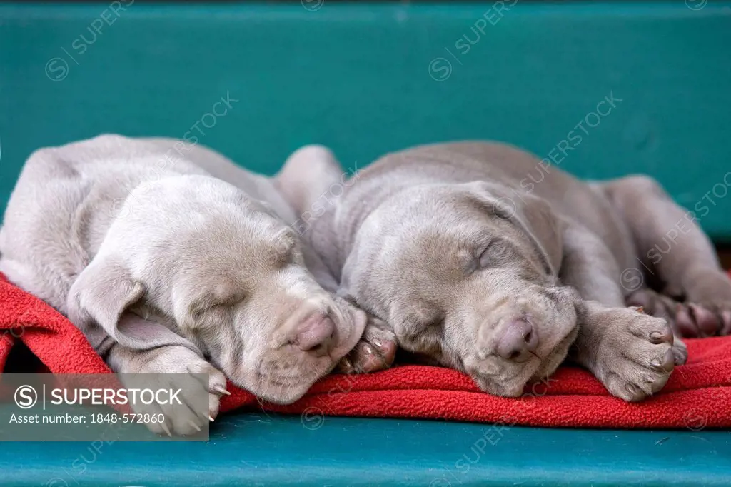 Weimaraner dogs, puppies, sleeping on a bench, North Tyrol, Austria, Europe