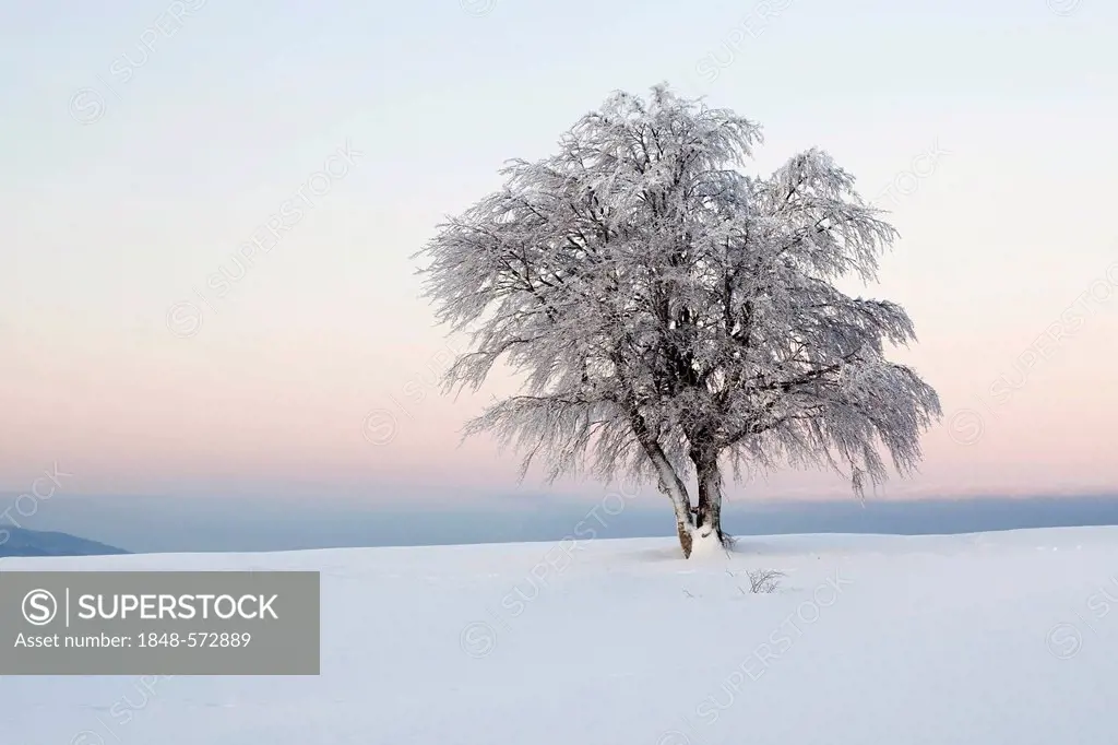 Wind-shaped beech trees with fresh snow in the early morning light, dawn, view to Mt Belchen, Mt Schauinsland near Freiburg in the Black Forest, Baden...