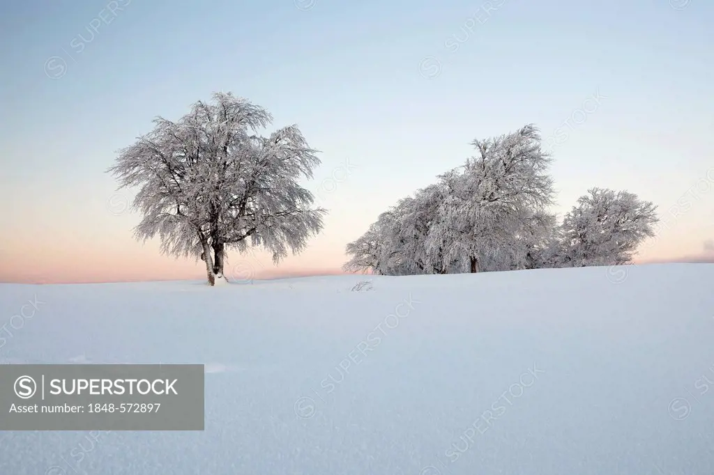 Wind-shaped beech trees with new snow at dawn, Mt Schauinsland near Freiburg in the Black Forest, Baden-Wuerttemberg, Germany, Europe, PublicGround