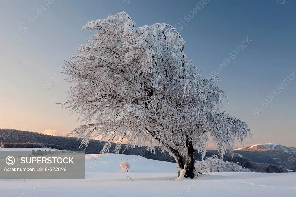 Beech tree in the fresh snow in the morning light, view of Belchen mountain, Schauinsland mountain near Freiburg, Black Forest mountain range, Baden-W...