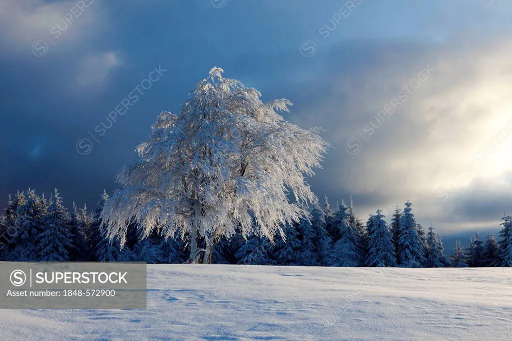Wind-shaped beech tree with fresh snow with morning light, Mt Schauinsland near Freiburg in the Black Forest, Baden-Wuerttemberg, Germany, Europe, Pub...