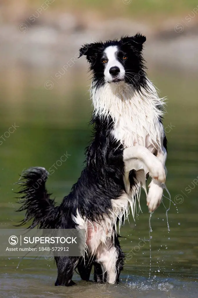 Border Collie standing on its hind legs in water, North Tyrol, Austria, Europe