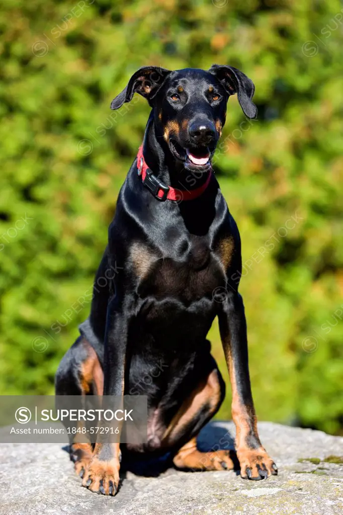 Doberman sitting on a rock, North Tyrol, Austria, Europe