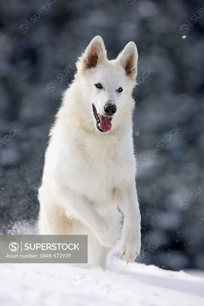 White shepherd dog running on snow, North Tyrol, Austria, Europe
