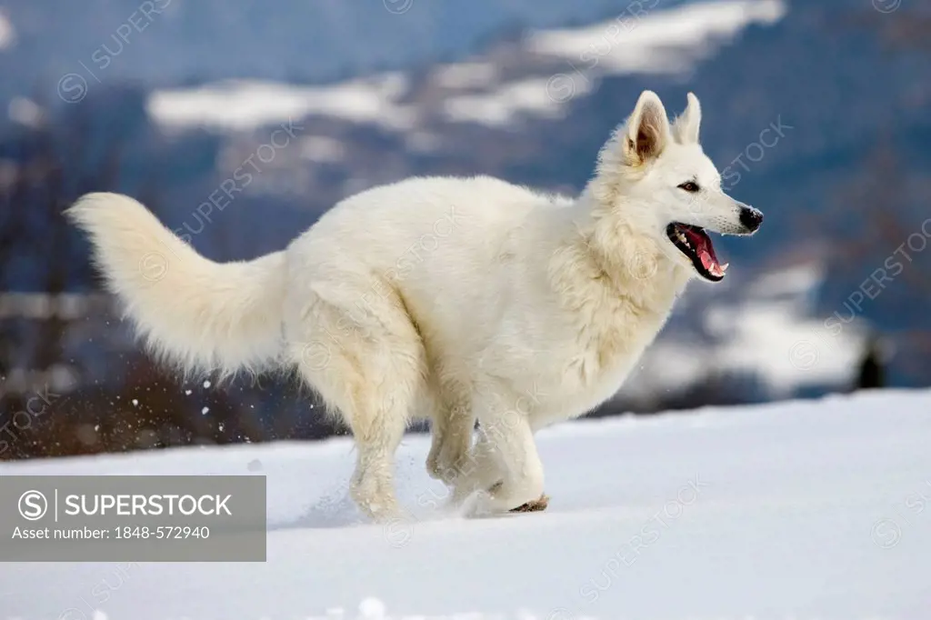 White Shepherd dog running on snow, North Tyrol, Austria, Europe