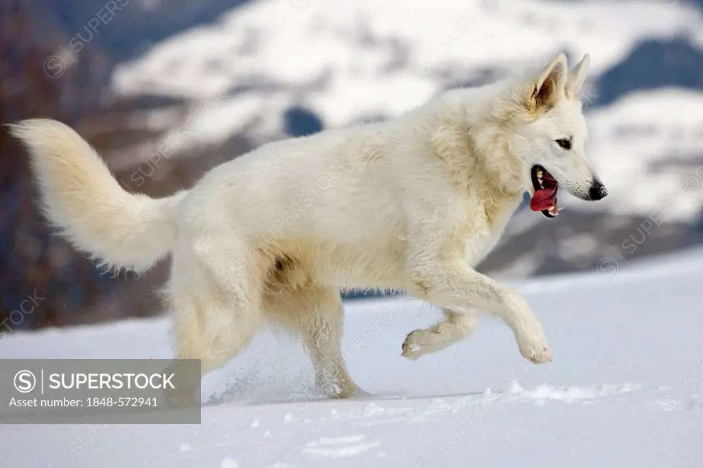 White Shepherd dog running on snow, North Tyrol, Austria, Europe
