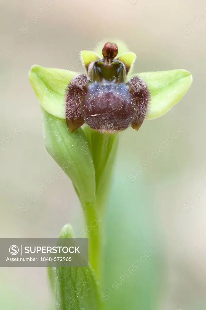 Bumblebee Orchid (Ophrys bombyliflora), Port d'Andratx, Majorca, Spain, Europe