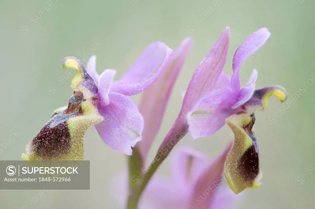 Sawfly Orchid (Ophrys tenthredinifera), Port d'Andratx, Majorca, Spain, Europe