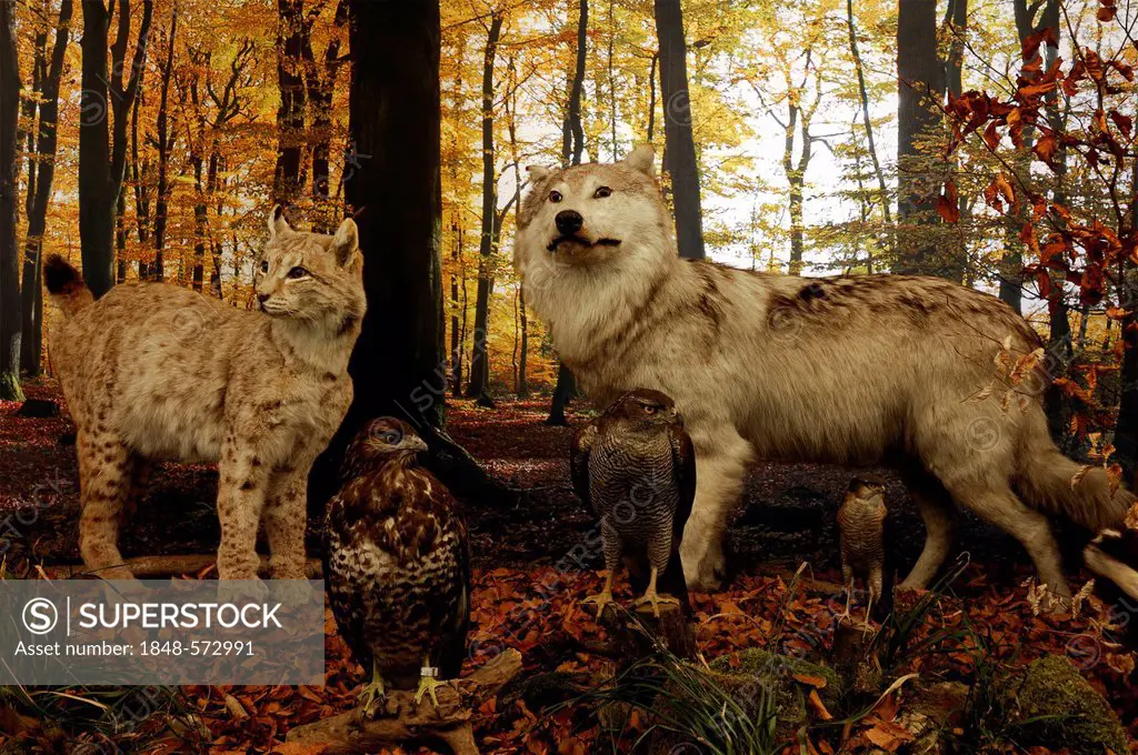 Reconstructed scene of an autumnal beech forest with stuffed animals, Lynx (Lynx lynx), left, Wolf (Canis lupus), Buzzard (Buteo buteo), Goshawk (Acci...