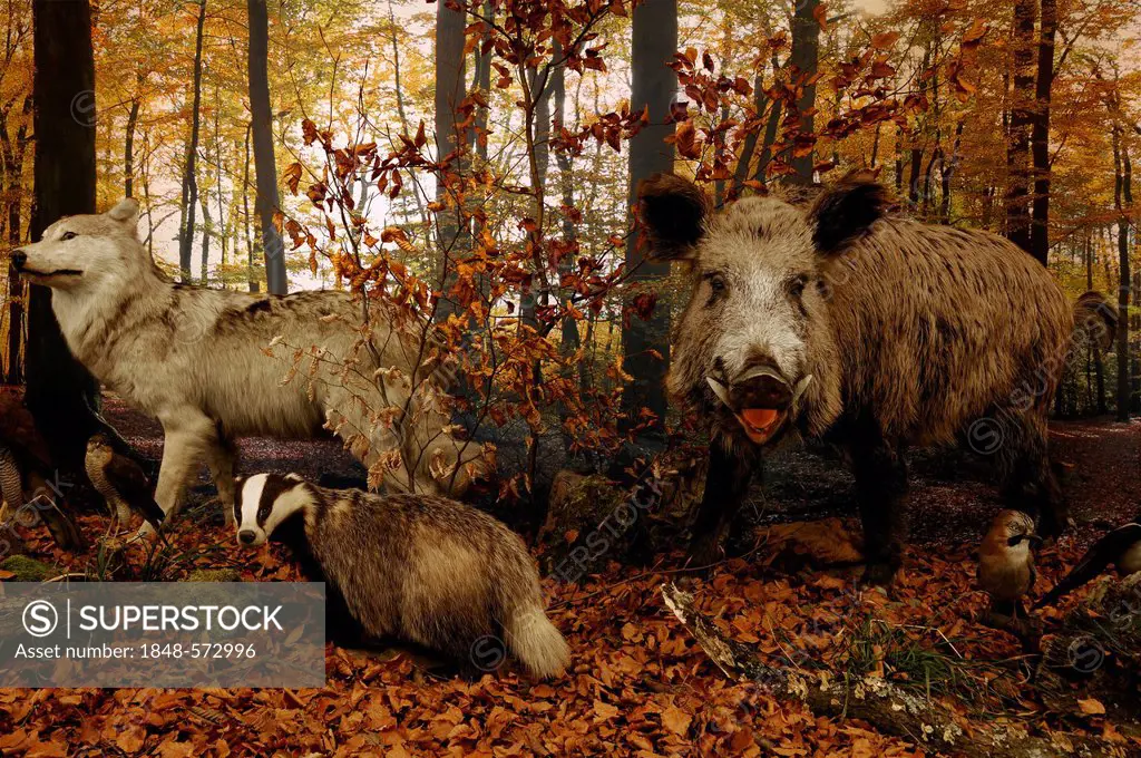 Reconstructed scene of an autumnal beech forest with stuffed animals, Wolf (Canis lupus), left, Badger (Meles meles), Wild Boar (Sus scrofa), tusker, ...