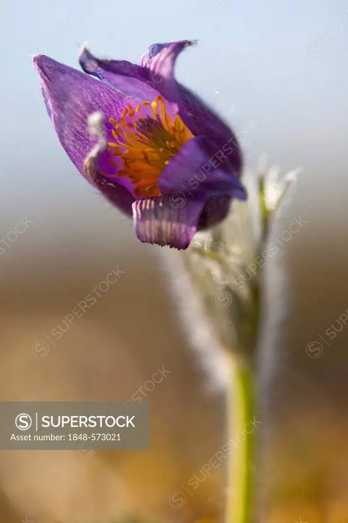 Common pasque flower (Pulsatilla vulgaris), Vulkaneifel district, Rhineland-Palatinate, Germany, Europe