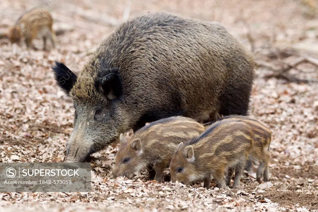 Wild Boar (Sus scrofa), sow with piglets, wildlife park, volcanic Eifel region, Rhineland-Palatinate, Germany, Europe