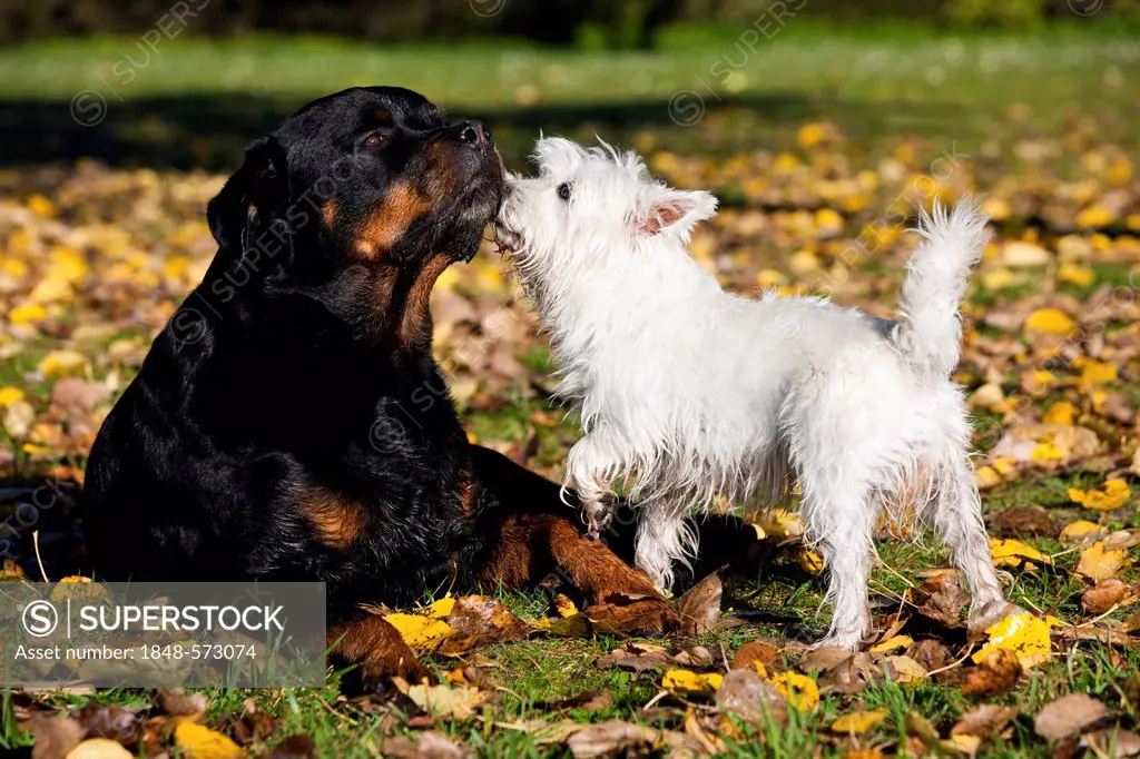 West Highland Terrier and a Rottweiler sniffing each other in autumn foliage, North Tyrol, Austria, Europe