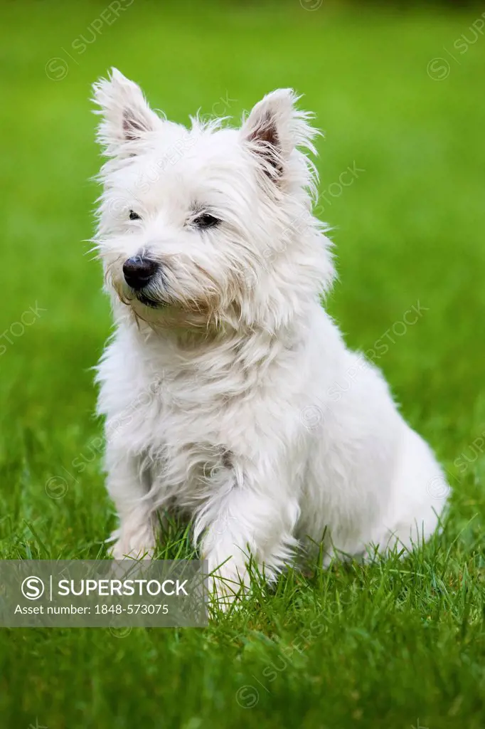 West Highland Terrier sitting in a meadow, North Tyrol, Austria, Europe