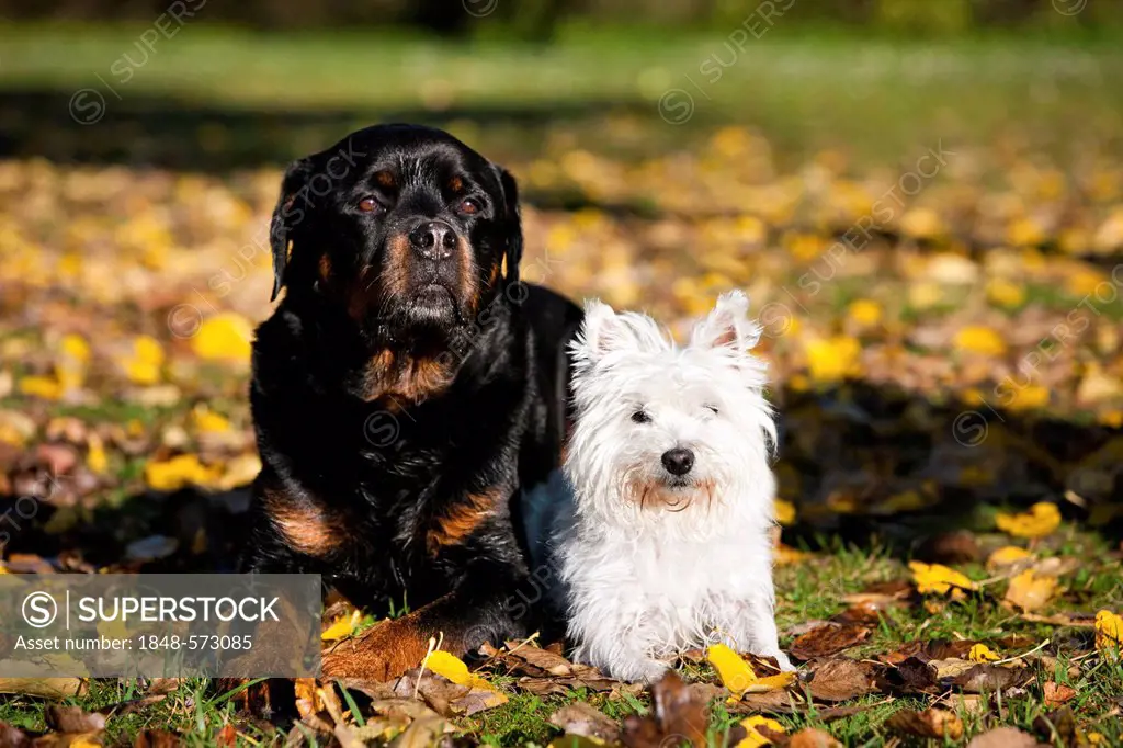 West Highland Terrier and a Rottweiler lying in autumn foliage, North Tyrol, Austria, Europe