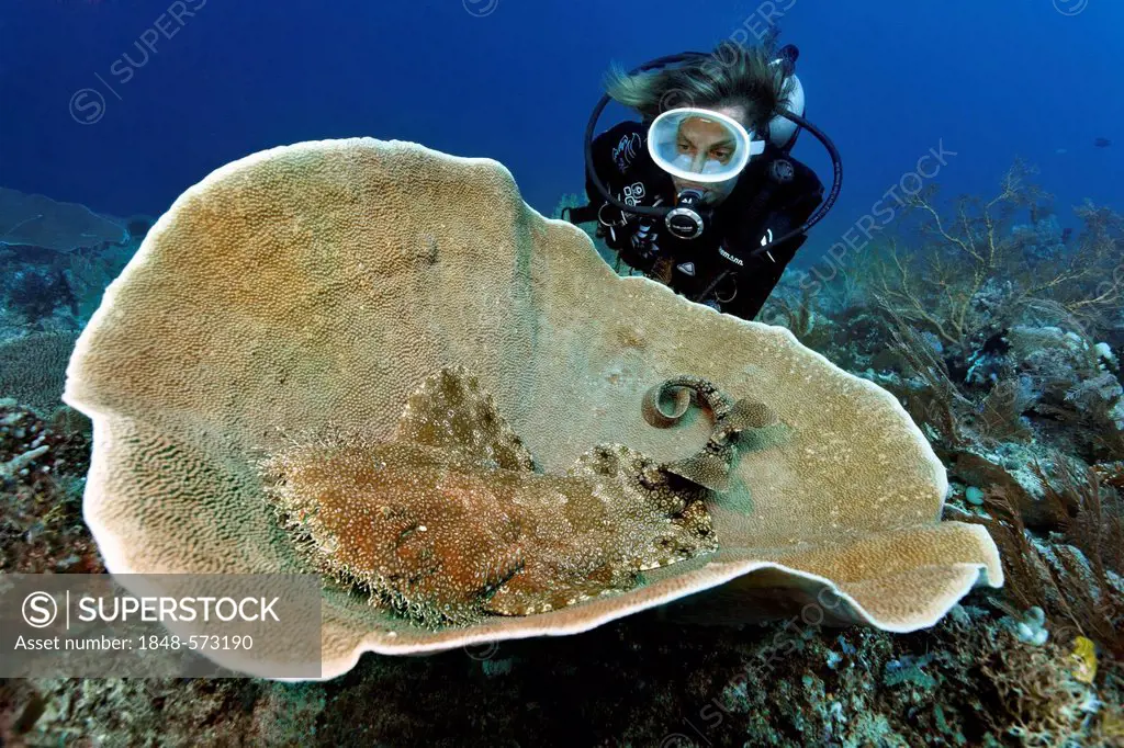 Scuba diver watching a Tasseled Wobbegong (Eucrossorhinus dasypogon) in Platform Coral (Coscinarea macneilli), coral reef, Great Barrier Reef, UNESCO ...