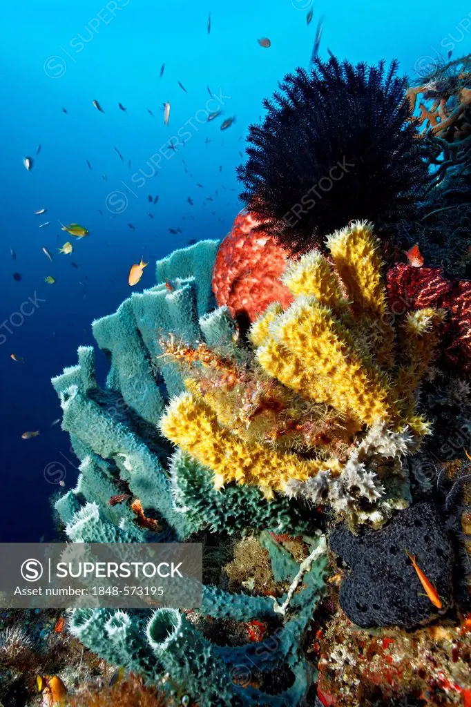 Steep coral reef wall with different sponges and feather star, Great Barrier Reef, UNESCO World Heritage Site, Cairns, Queensland, Australia, Pacific