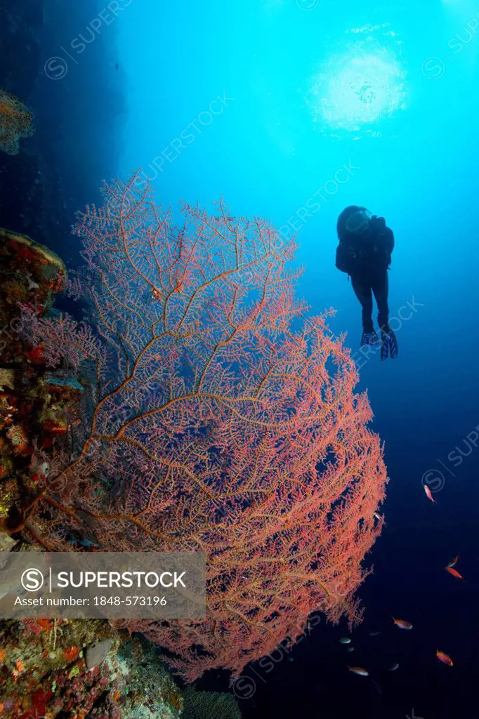 Scuba diver looking at red, unidentified coral sea fan on coral reef, steep wall, backlit, sun, Great Barrier Reef, UNESCO World Heritage Site, Cairns...