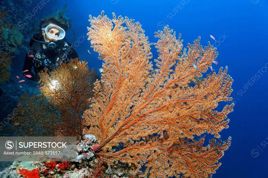 Scuba diver with torch looking at a red Sea Fan (Plexauridae) at coral reef, Great Barrier Reef, UNESCO World Heritage Site, Cairns, Queensland, Austr...