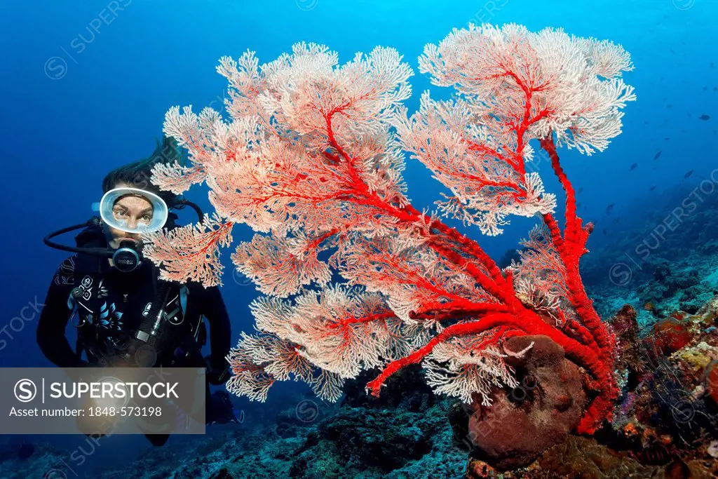 Scuba diver with torch looking at a Melithea Gorgonian Coral (Melithea sp.) at coral reef, Great Barrier Reef, UNESCO World Heritage Site, Cairns, Que...