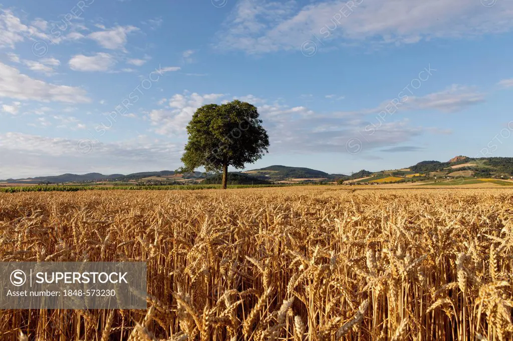 Agricultural landscape, grainfield, near Billom, Puy de Dome, France, Europe