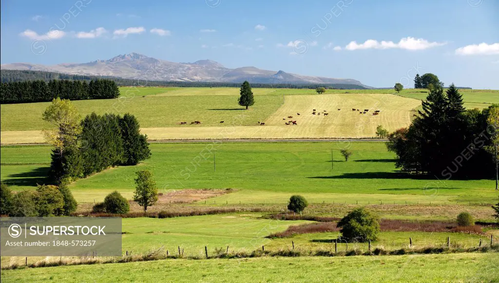 Agricultural landscape, Monts Dore, Parc Naturel Regional des Volcans d'Auvergne, Auvergne Volcanoes Regional Nature Park, Puy de Dome, France, Europe