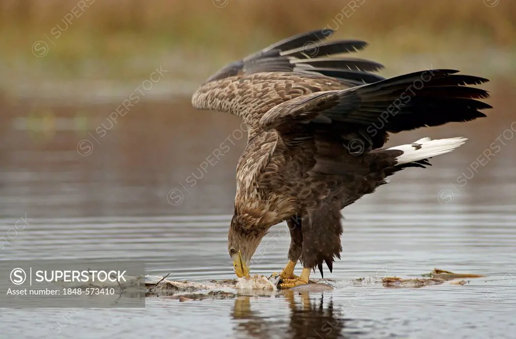 White-tailed Eagle or Sea Eagle (Haliaeetus albicilla), Feldberger Seen, lakes, Mecklenburg-Western Pomerania, Germany, Europe
