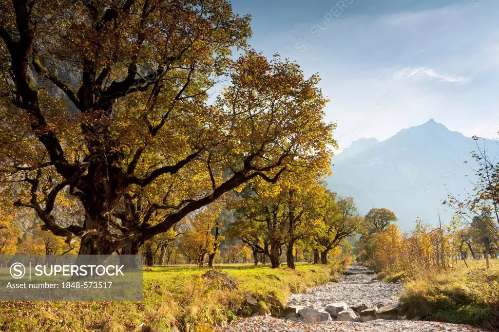 Sycamore maple (Acer pseudoplatanus), Ahornboden landscape, Karwendel mountains, Eng, Vomp, district of Schwaz, Tyrol, Austria, Europe