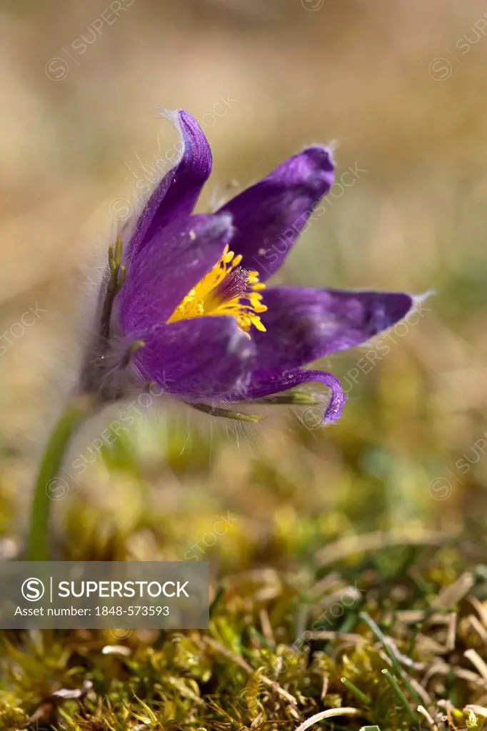 Pasque Flower (Pulsatilla vulgaris), Volcanic Eifel district, Rhineland-Palatinate, Germany, Europe