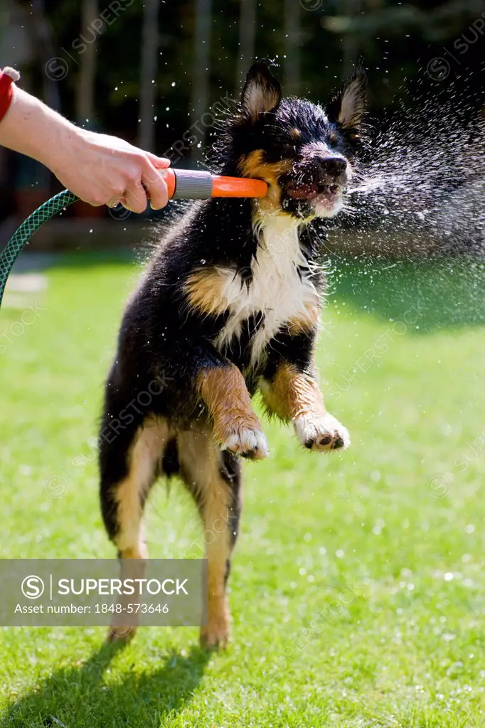 Australian Shepherd puppy, tricolour, biting at the water from a hose, North Tyrol, Austria, Europe
