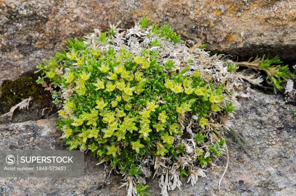 Mossy Cyphel or Dwarf Cherleria (Minuartia sedoides), Gamsgrube, Hohe Tauern National Park, Carinthia, Austria, Europe