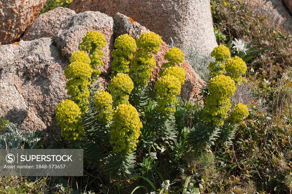 Mediterranean Spurge (Euphorbia characias), Sinis Peninsula, Oristano, Sardinia, Italy, Europe