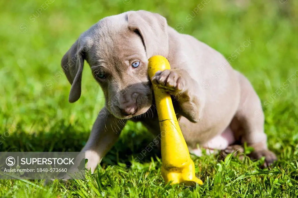 Weimaraner dog, puppy, playing with a rubber duck, North Tyrol, Austria, Europe