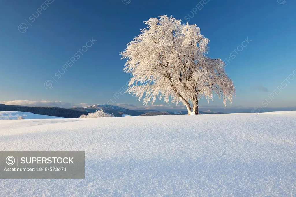 Wind-shaped beech tree with new snow, view to Mt Belchen, Mt Schauinsland near Freiburg in the Black Forest, Baden-Wuerttemberg, Germany, Europe, Publ...