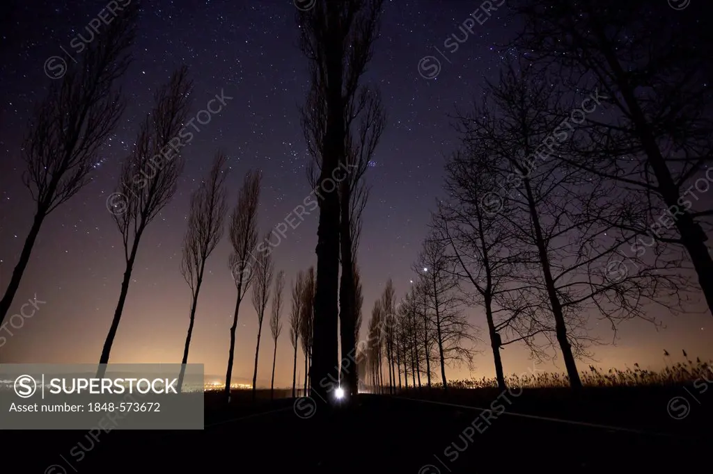 Avenue of trees at night with moving car, Reichenau Island, Lake Constance, Baden-Wuerttemberg, Germany, Europe, PublicGround