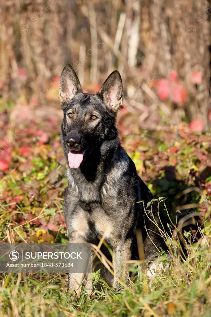 German Shepherd, sitting, North Tyrol, Austria, Europe