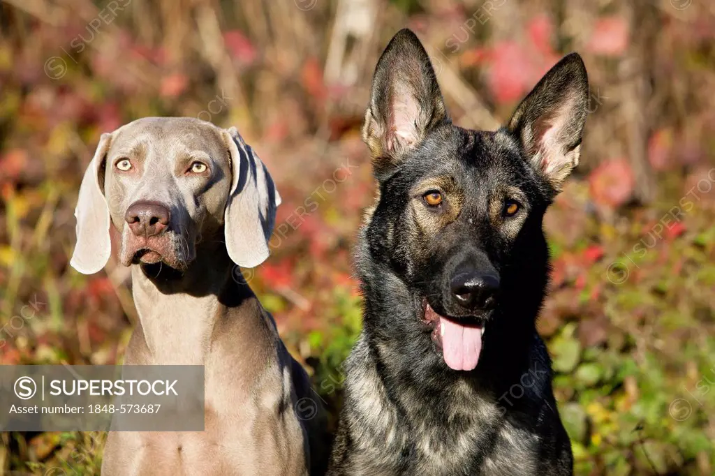 Weimaraner and a German Shepherd, portrait, North Tyrol, Austria, Europe