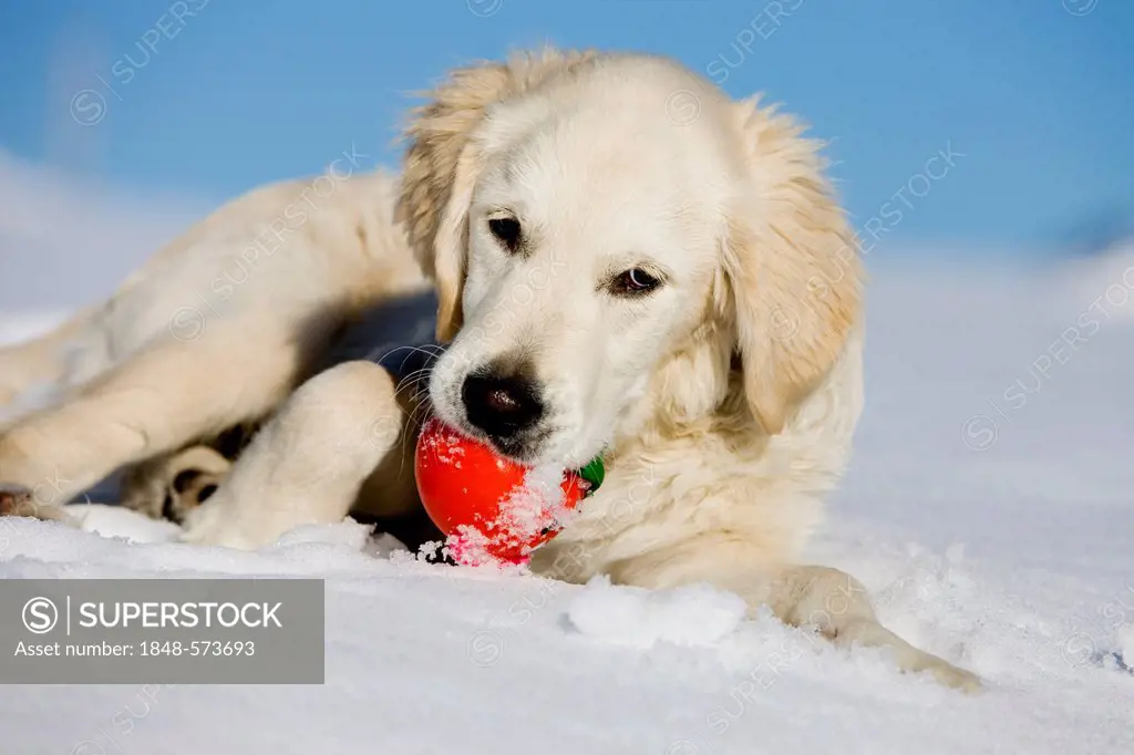 Golden Retriever, young dog lying in the snow, biting a ball, northern Tyrol, Austria, Europe