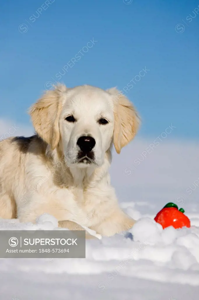 Golden Retriever, young dog lying in the snow with a ball, northern Tyrol, Austria, Europe