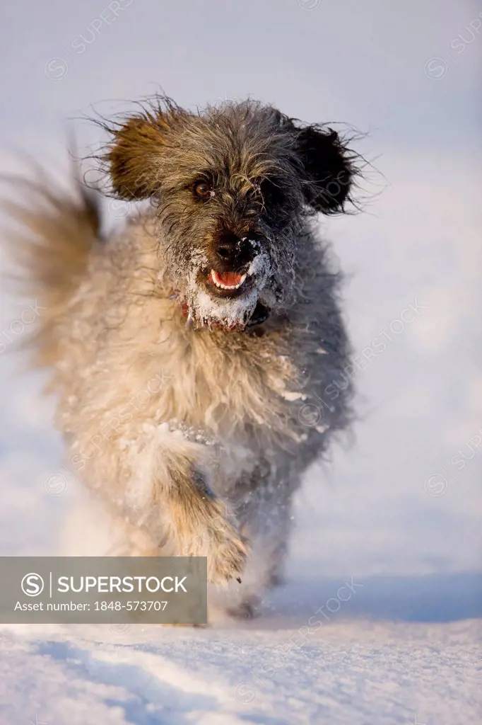 Pyrenean Shepherd dog, Berger des Pyrenees, running on snow, North Tyrol, Austria, Europe