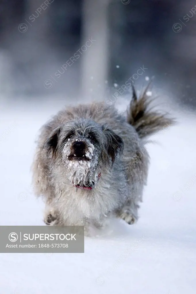 Pyrenean Shepherd dog, Berger des Pyrenees, running on snow, North Tyrol, Austria, Europe